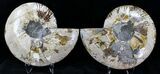 Split Agatized Ammonite - Crystal Pockets #21212-3